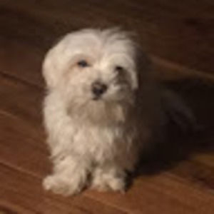 Meet your Posher, Avery